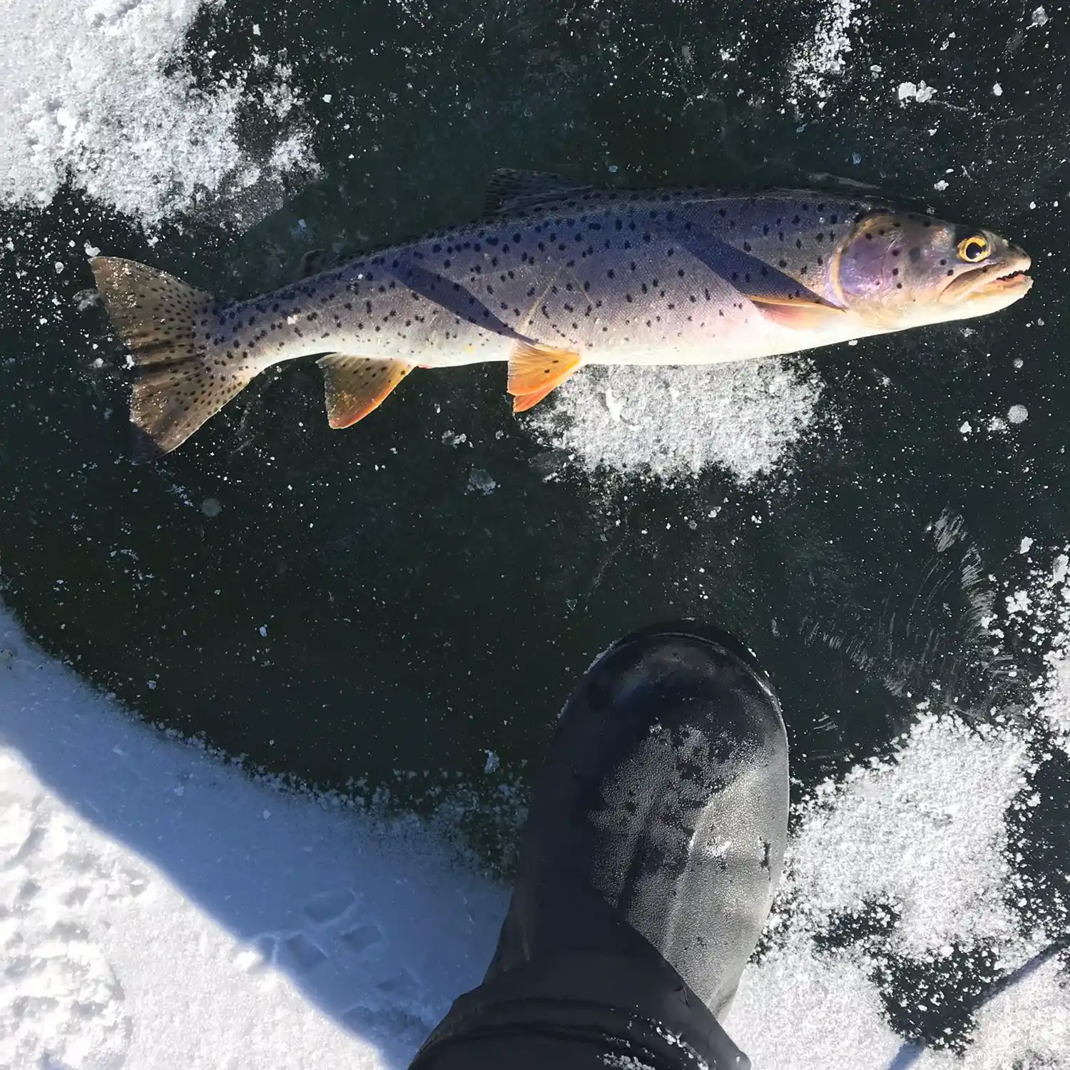 ᐅ Beaver Dam Reservoir fishing reports🎣• Price, UT (United