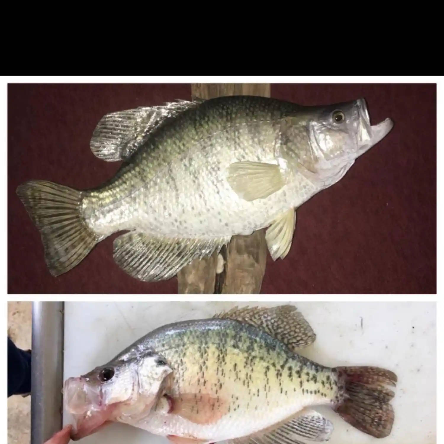 ᐅ Mississinewa River fishing reports🎣• Peru, IN (United States) fishing