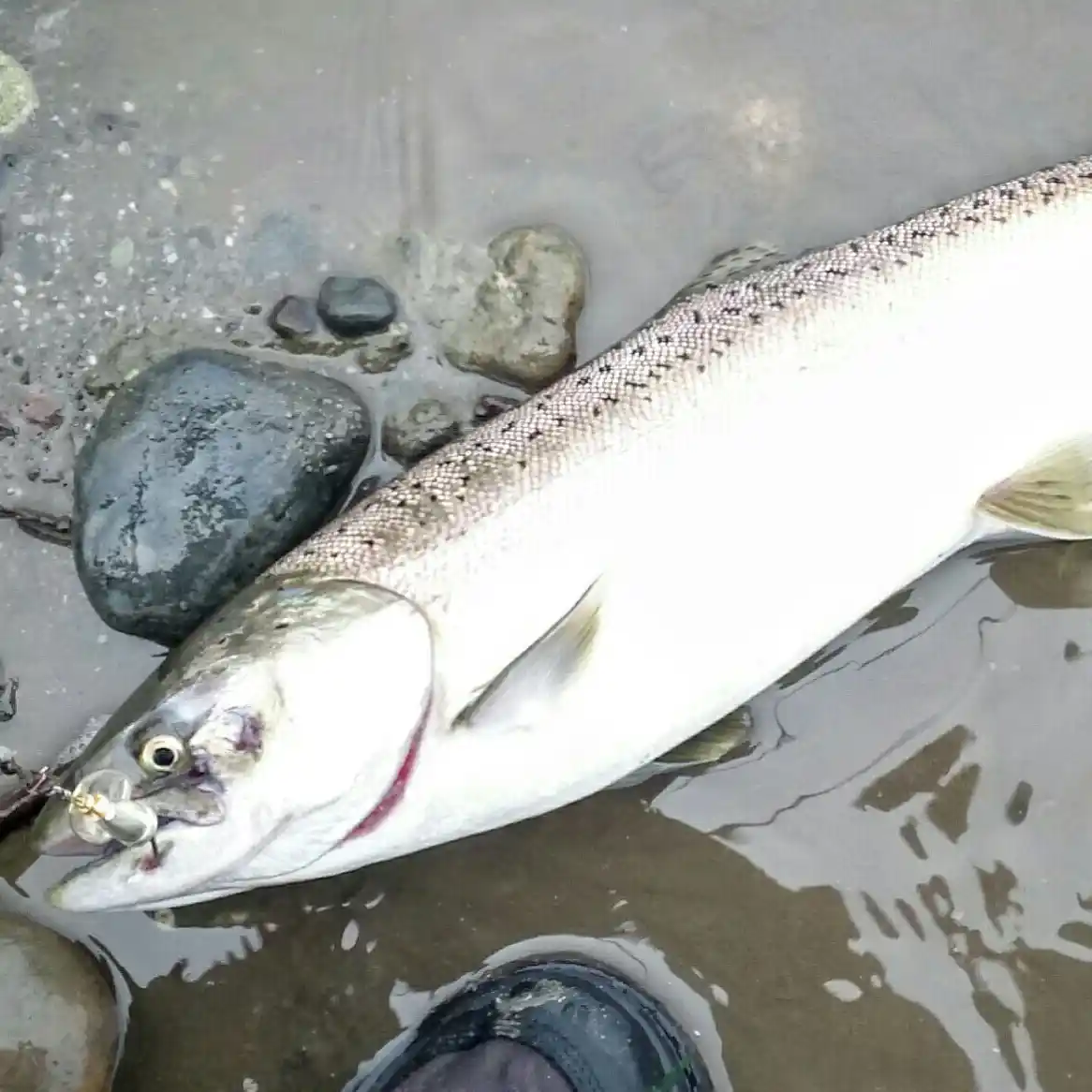 Nooksack Salmon runs - Page 2 - Northwest Fishing Reports
