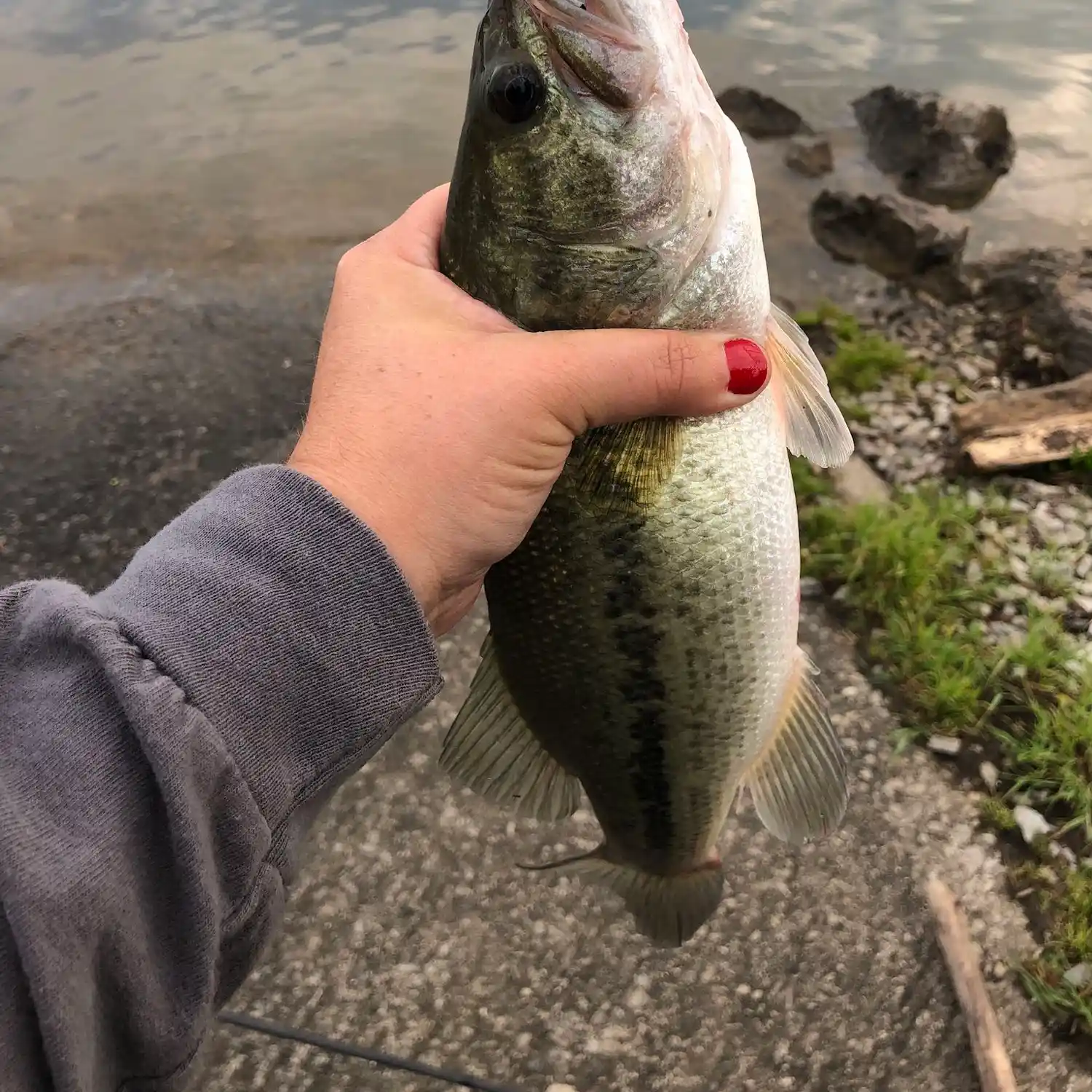 Tennessee State Weekly Fishing Forecast