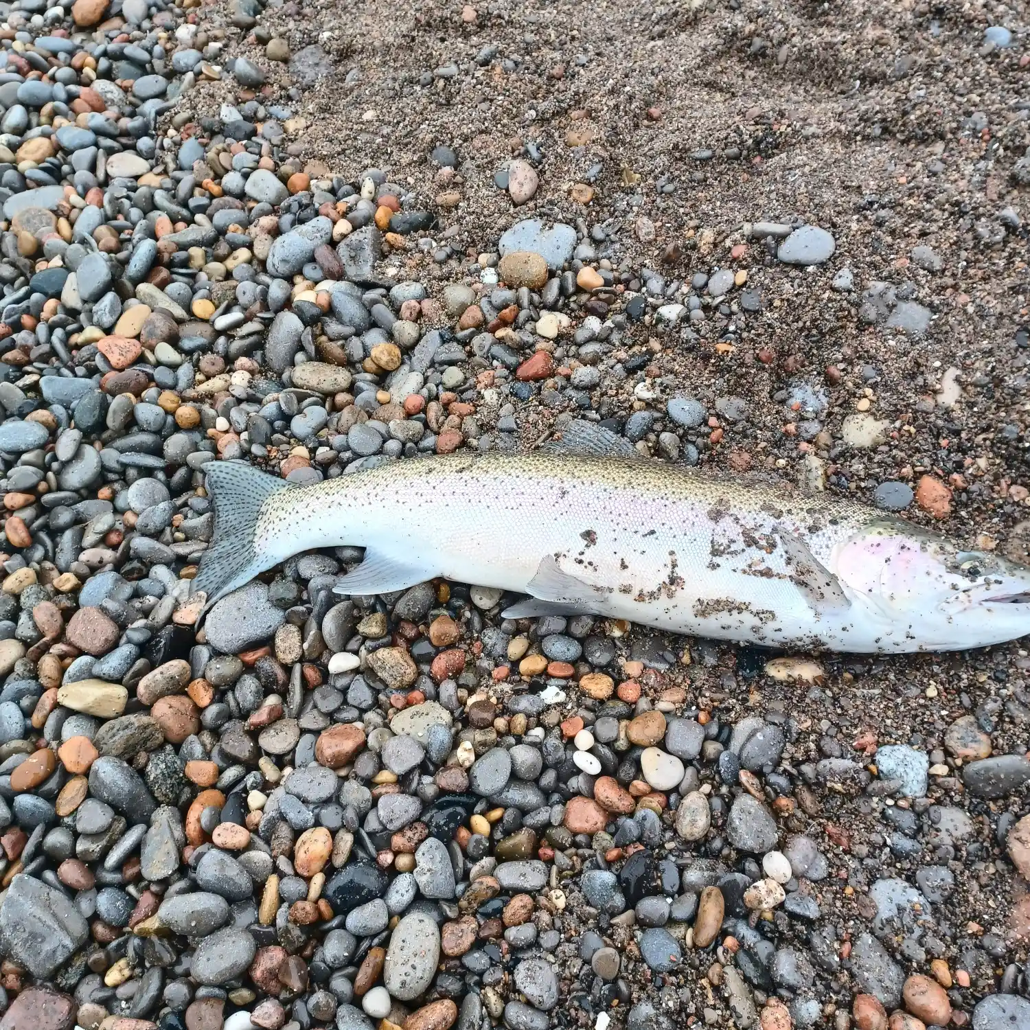 Oshawa Harbour Salmon Fishing (August) 