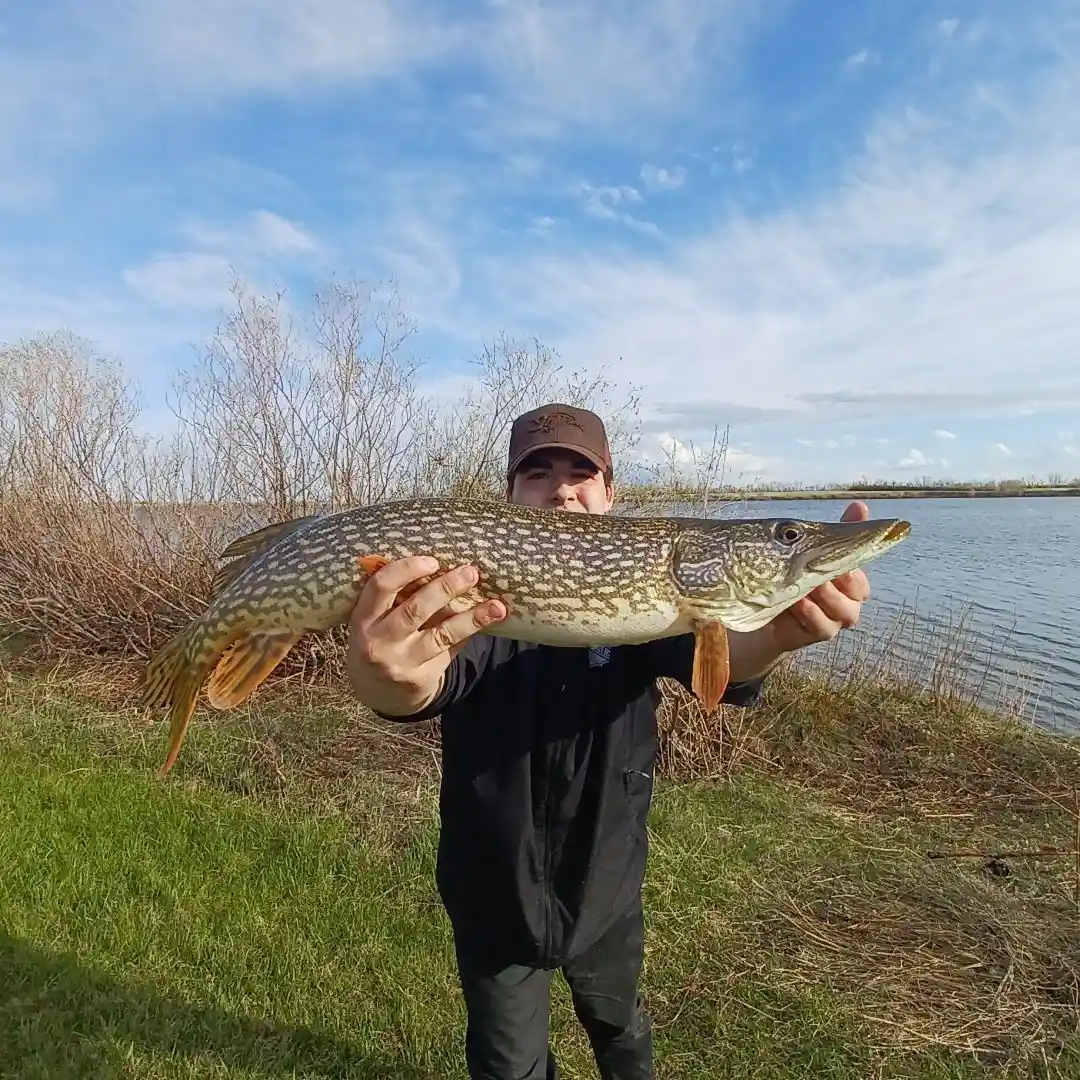 ᐅ Condie Reservoir fishing reports🎣• Saskatchewan, Canada fishing