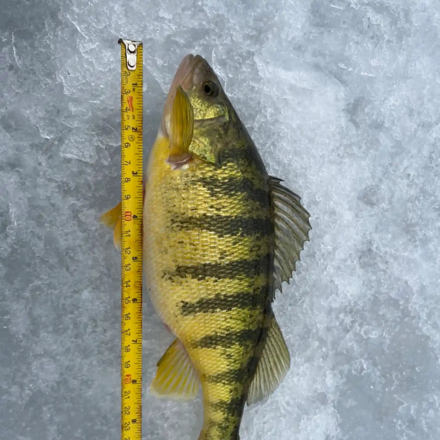 Perch in a fishing net, Lake Geneva, … – License Images – 291721