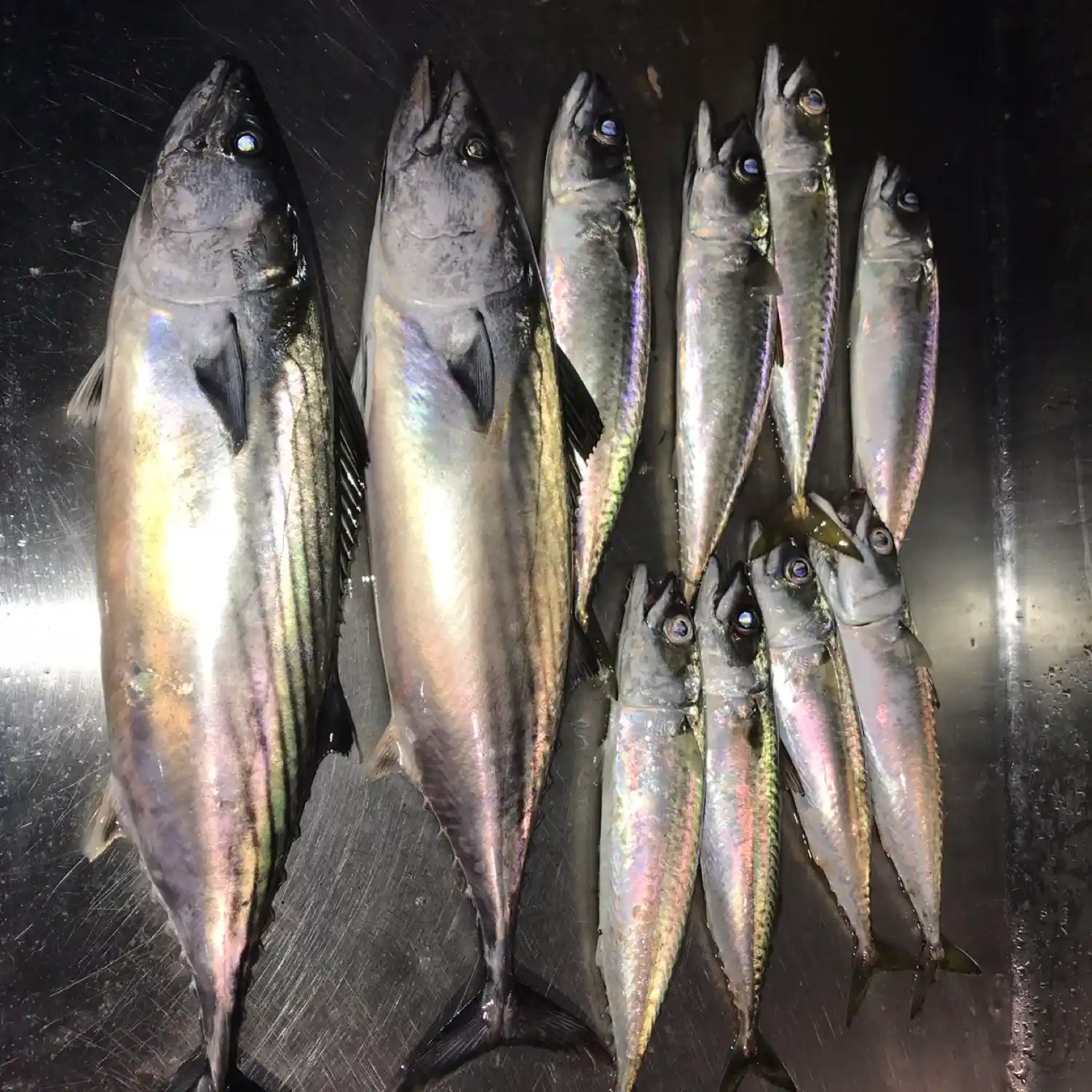 ᐅ Imperial Beach Pier fishing reports🎣• Imperial Beach, CA (United States)  fishing