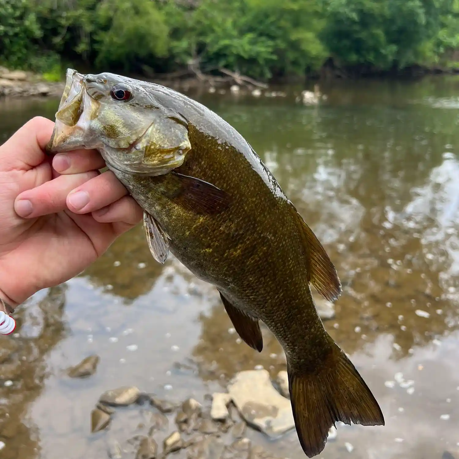 ᐅ South Branch Tionesta Creek fishing reports🎣• Warren, PA (United ...