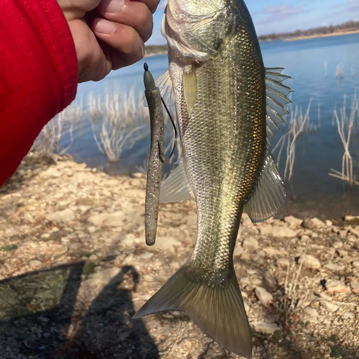 ᐅ Lake Cisco fishing reports🎣• Abilene, TX (United States) fishing