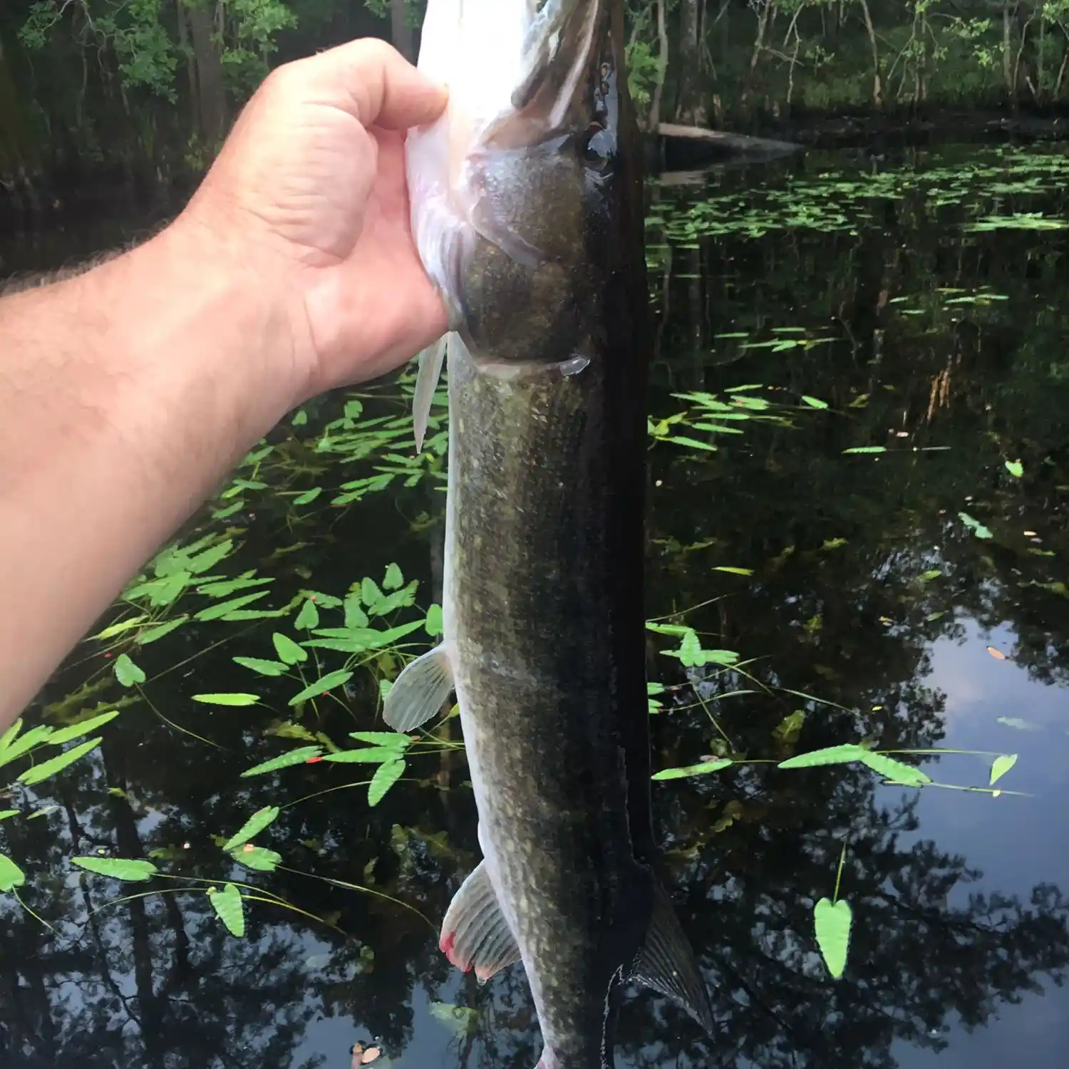 Flathead Catfish Fishing River North Carolina NC Pender County