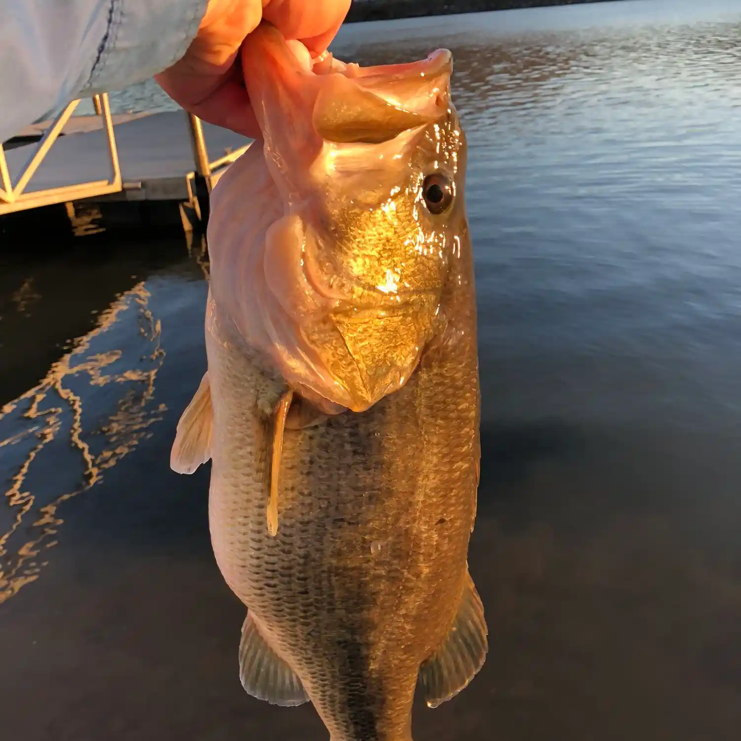 Nickajack Lake Fishing Map