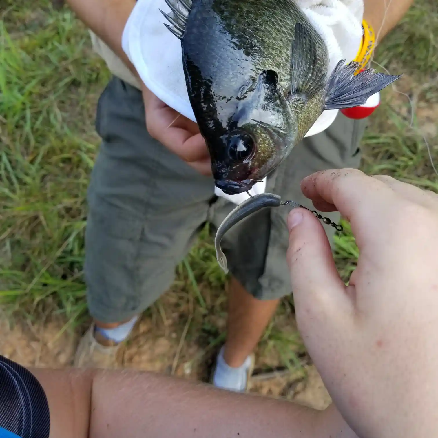 ᐅ Boy Scout Lake fishing reports🎣• Reidsville, NC (United States) fishing