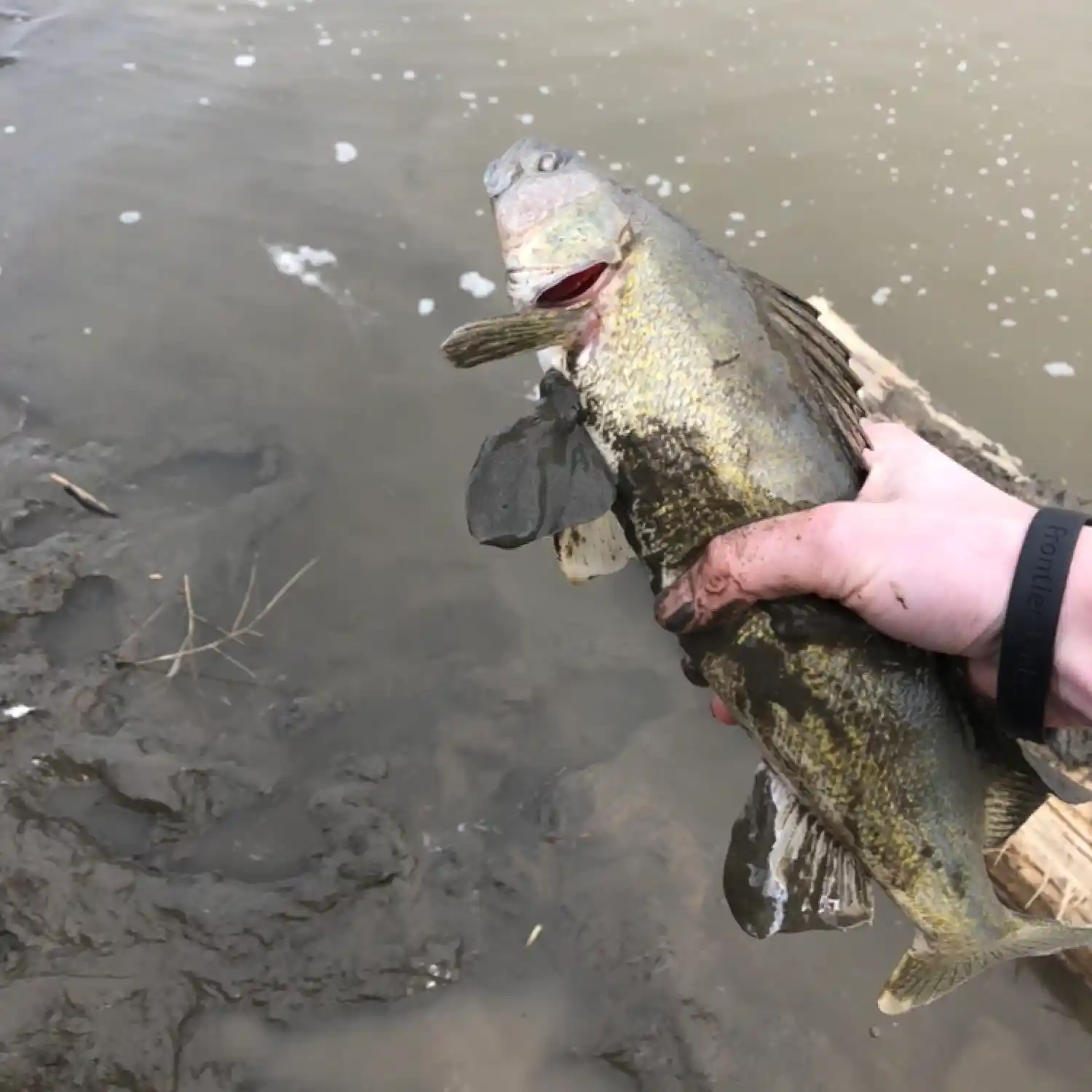 Fall Walleye on the North Saskatchewan River 