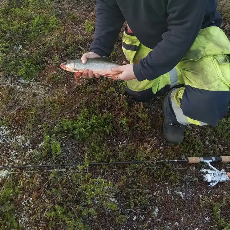 ᐅ Sädvajaure fishing reports🎣• Norrbotten, Sweden fishing