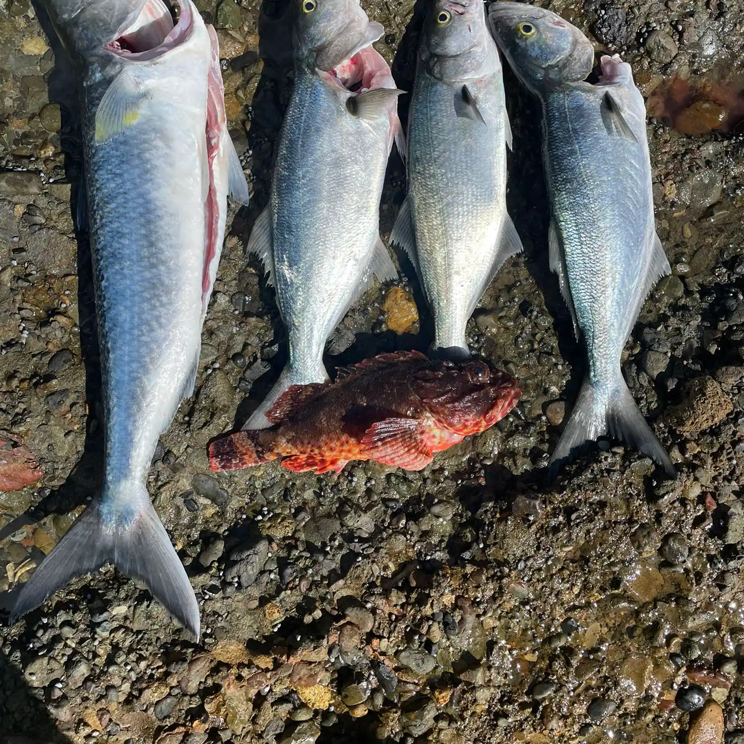 Catching 5 KG Shad (Tailor)(Elf)(Blue fish), KZN Fishing Expedition