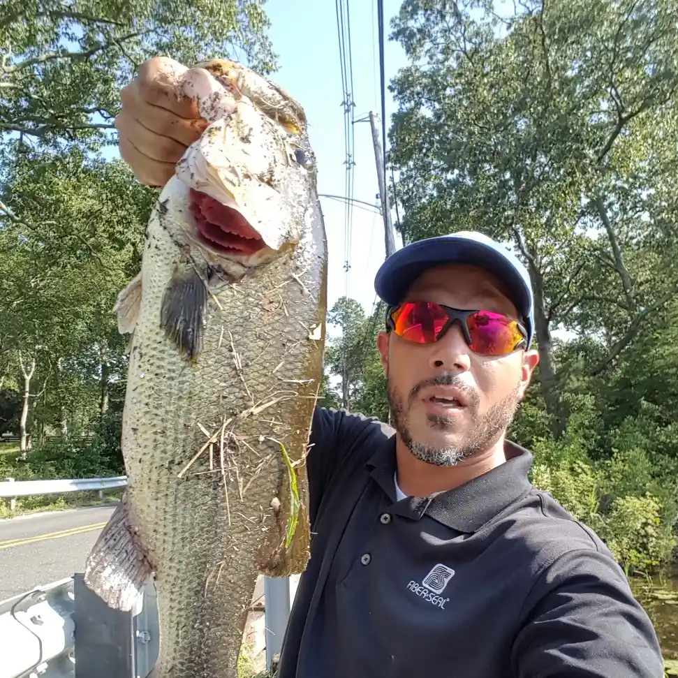 ᐅ Lake Louise fishing reports🎣• Howell, NJ (United States) fishing