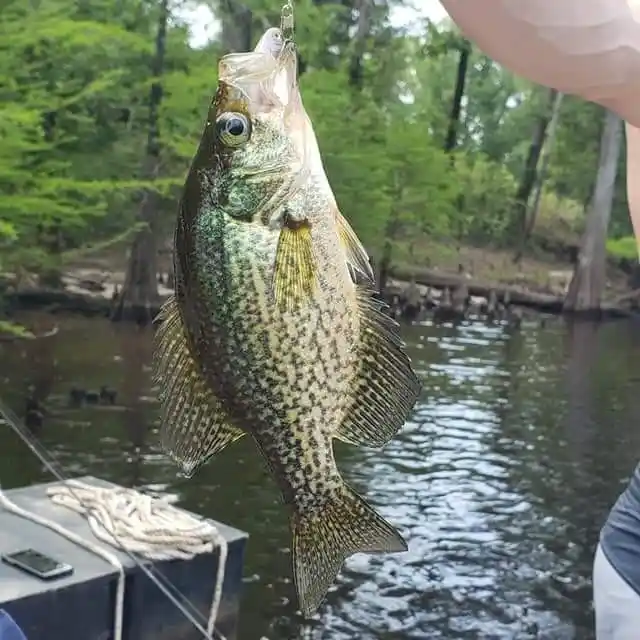 ᐅ South Prong Steritt Swamp fishing reports🎣• Red Hill, SC (United States)  fishing