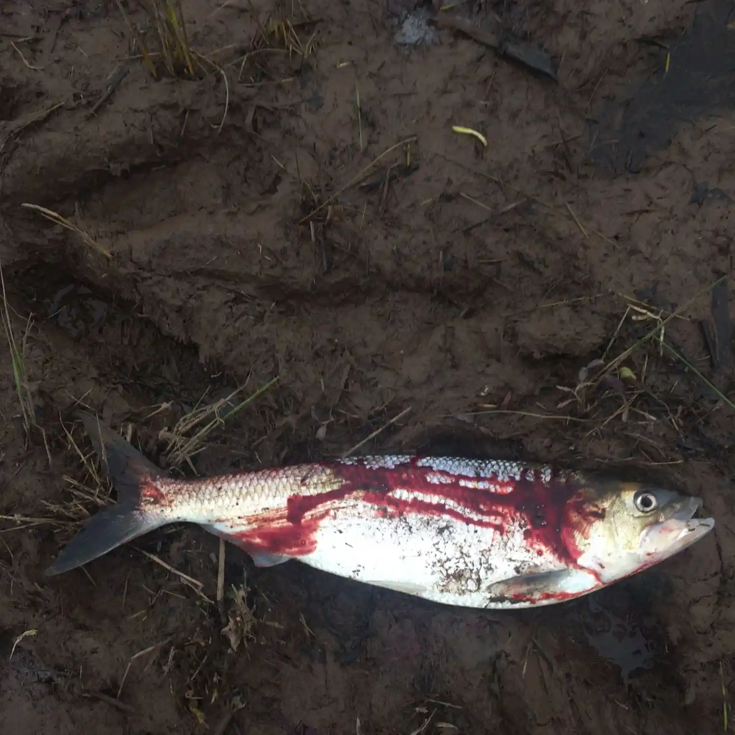 9 Nova Scotia rivers with spectacular shad fishing • Outdoor Canada