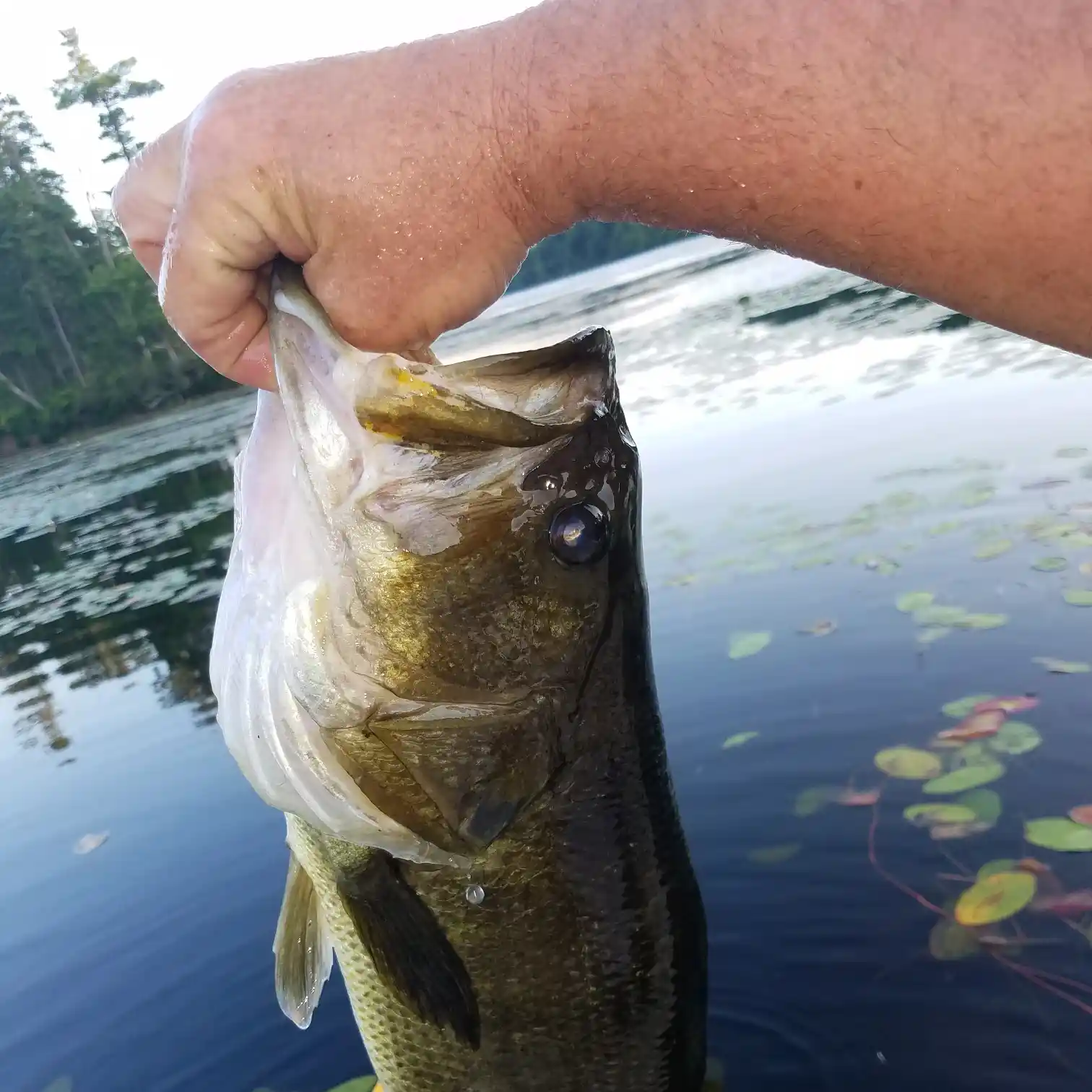 ᐅ Bailey Brook fishing reports🎣• Leominster, MA (United States) fishing