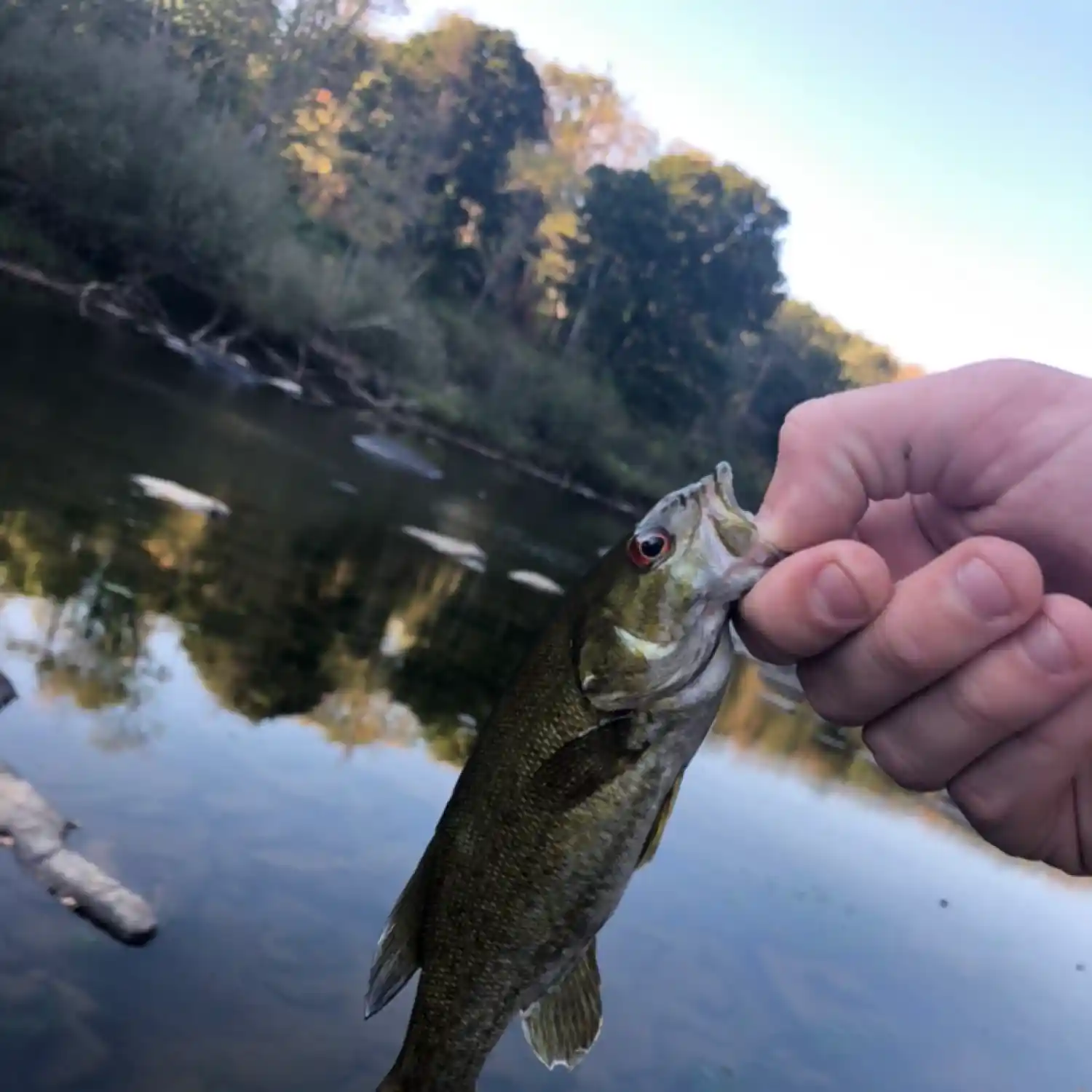 ᐅ Little Youghiogheny River fishing reports🎣• Morgantown, MD (United  States) fishing