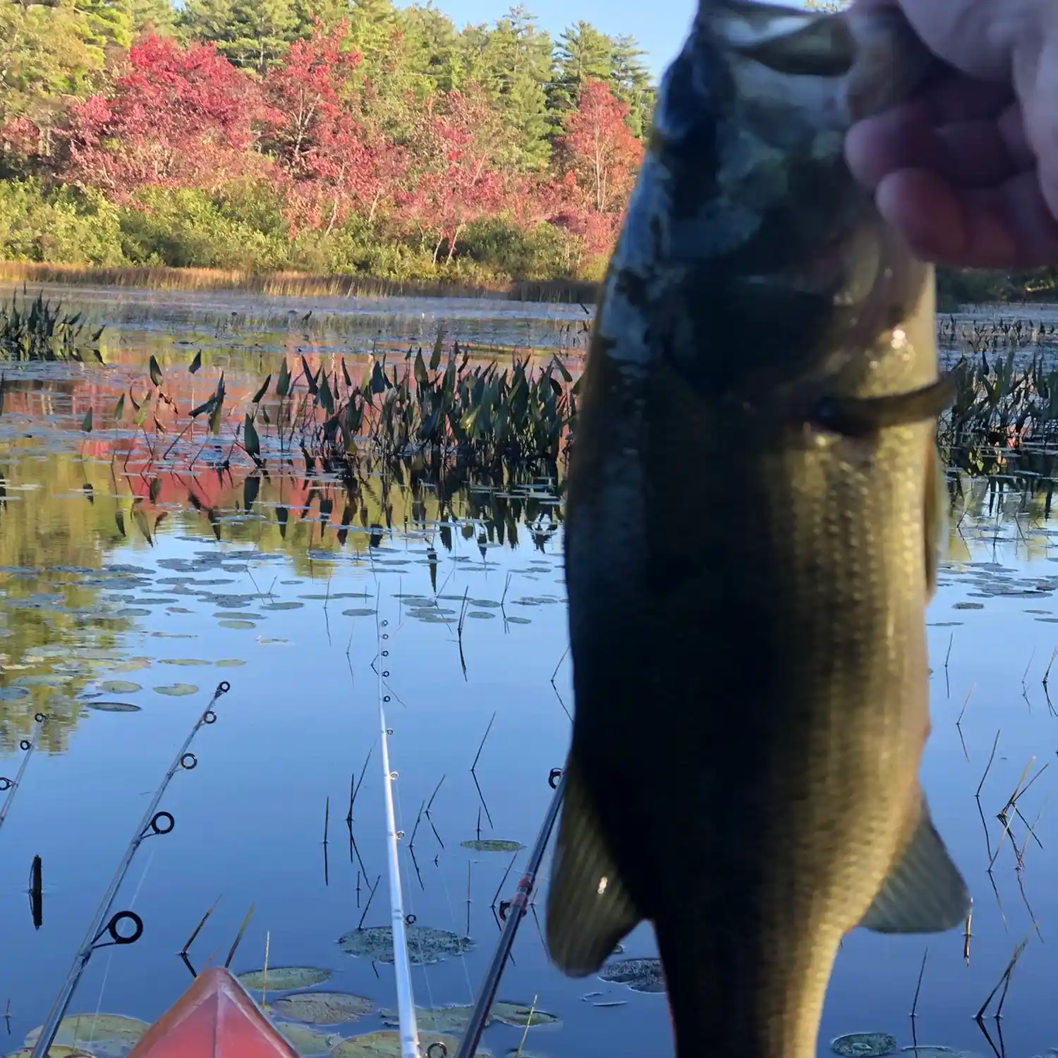 ᐅ Lower Beech Pond fishing reports🎣• Laconia, NH (United States) fishing