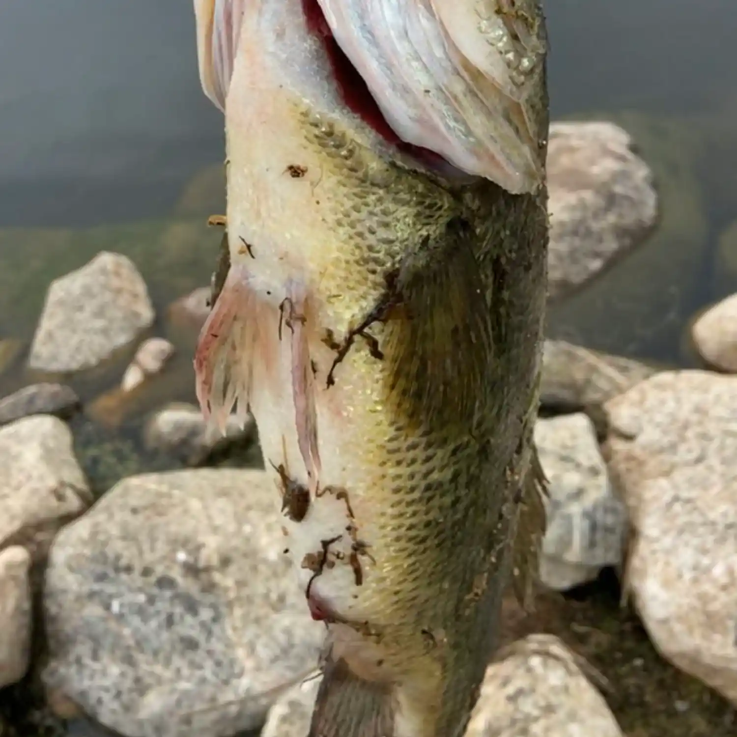 ᐅ Monson Lake fishing reports🎣• Willmar, MN (United States) fishing