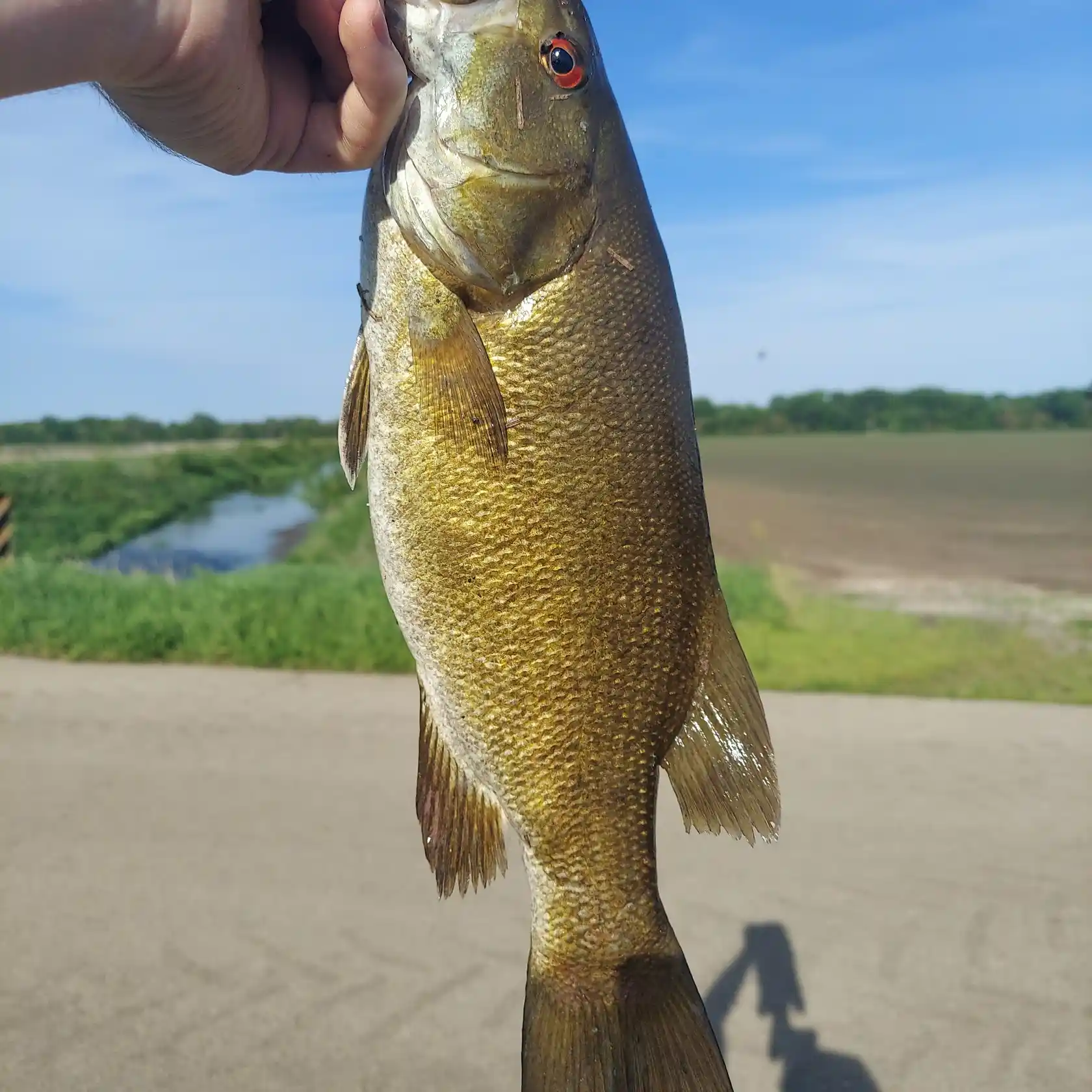 ᐅ Hennepin Feeder Canal fishing reports🎣• Sterling, IL (United States ...