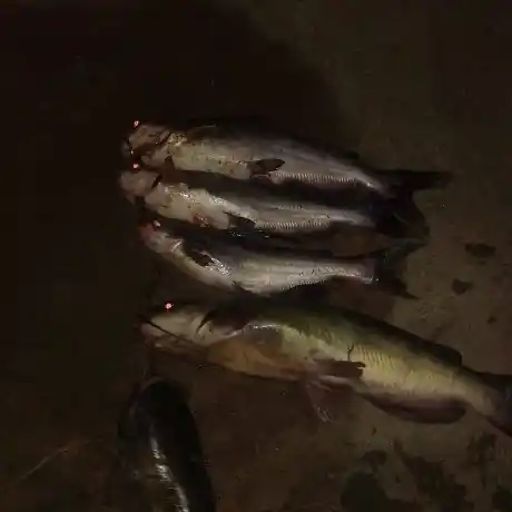 Lead Babies Slab's wear them out on Tom Steed - Oklahoma Fishing