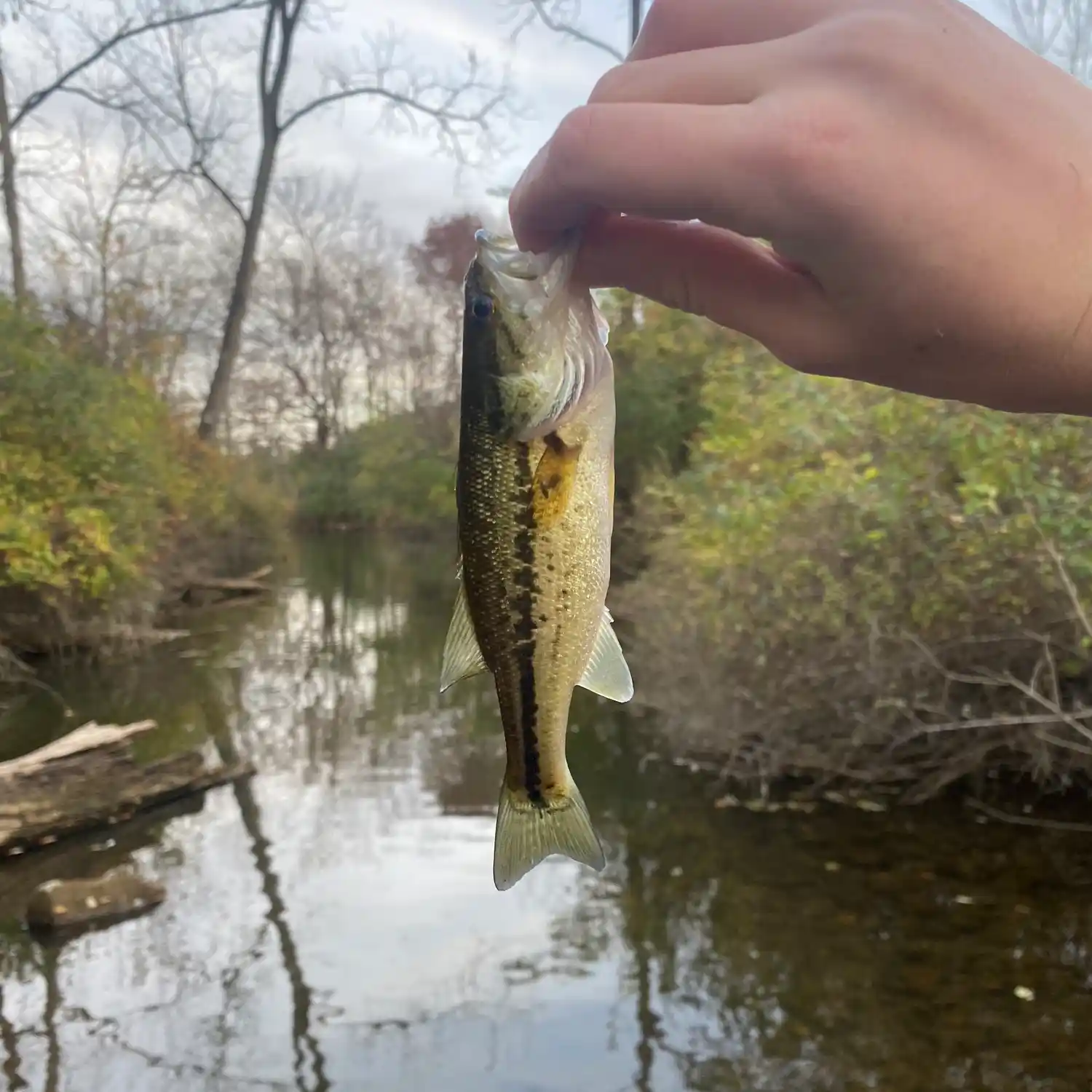 Ann Arbor Fishing