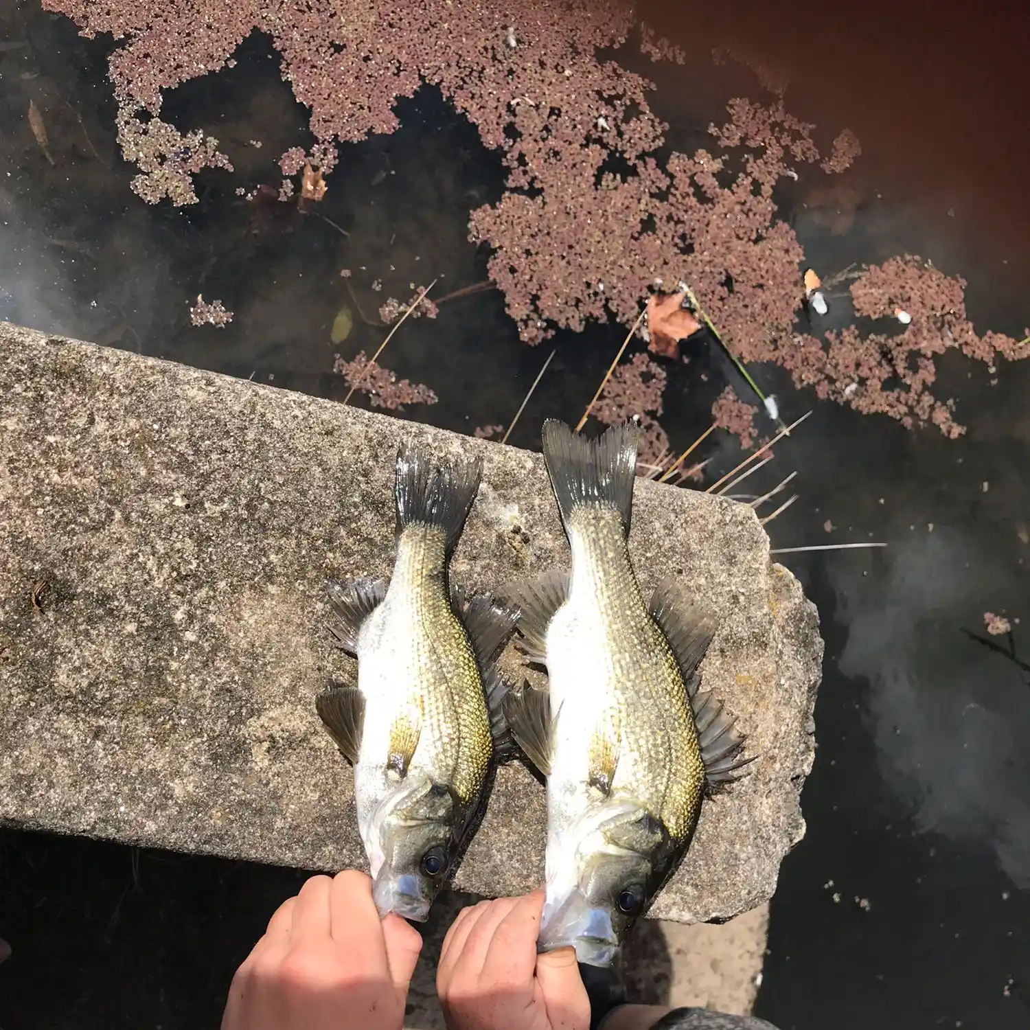 Fishing Stringer -  Australia