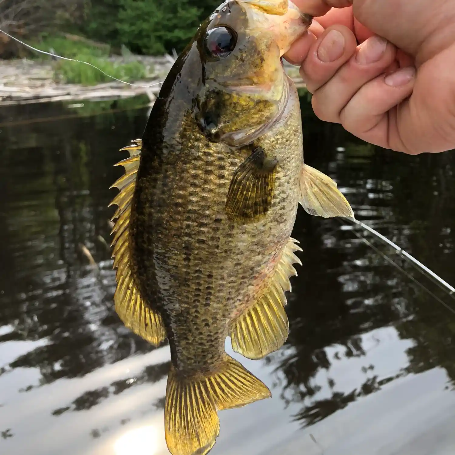 ᐅ Michigamme Reservoir fishing reports🎣• Iron Mountain, MI (United ...