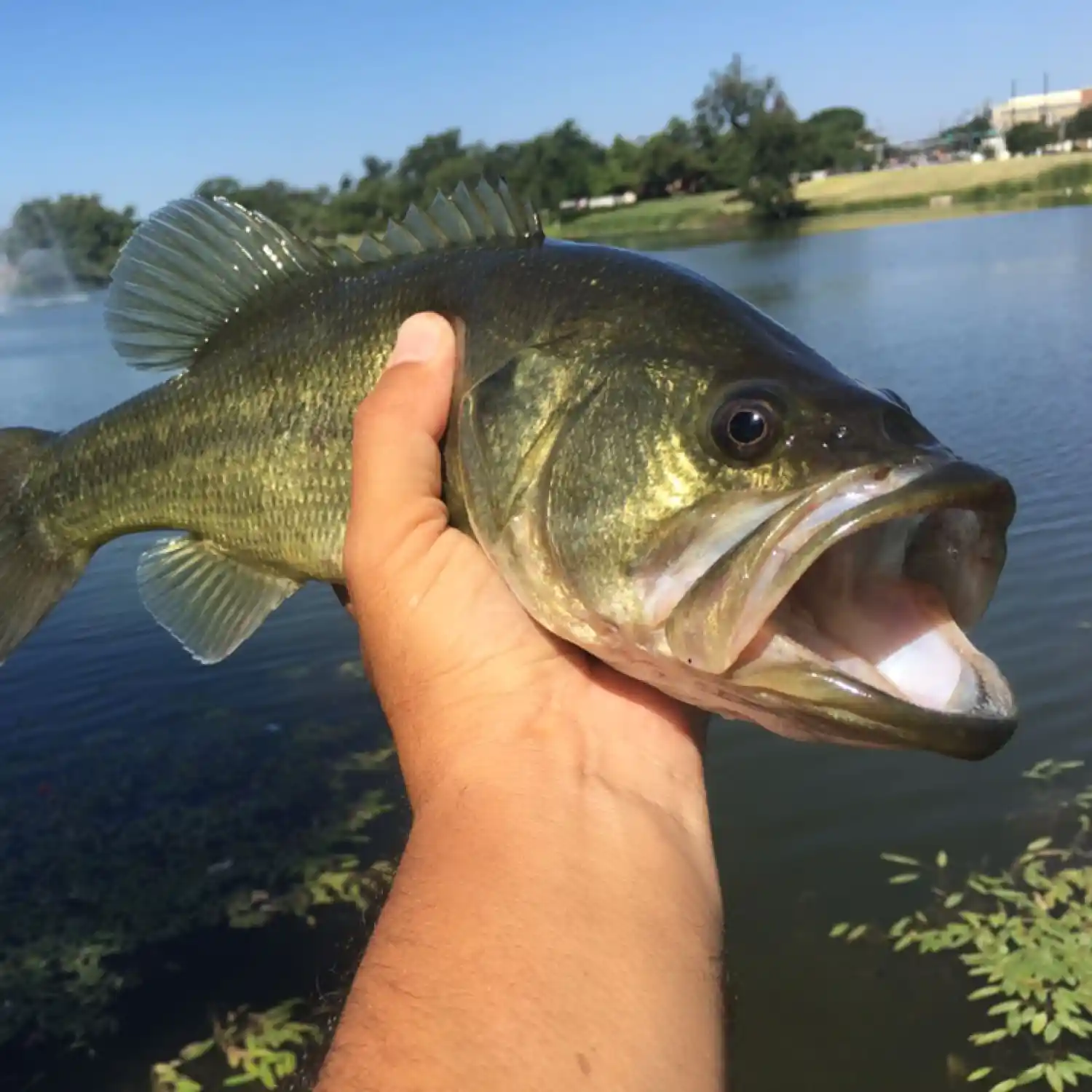 ᐅ White Rock Lake fishing reports🎣• Dallas, TX (United States