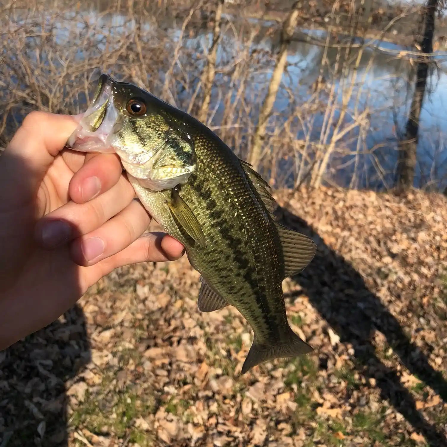 ᐅ Albon Lake fishing reports🎣• Maumee, OH (United States) fishing