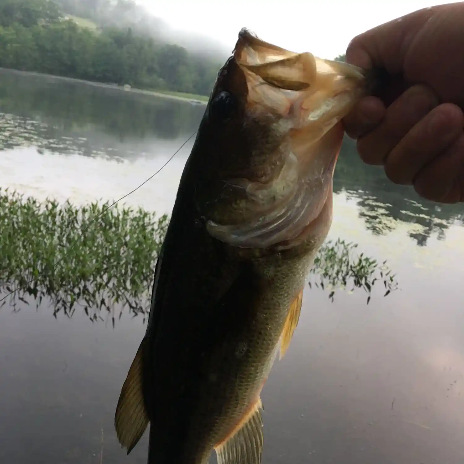 ᐅ Otter Pond fishing reports🎣• Claremont, NH (United States) fishing