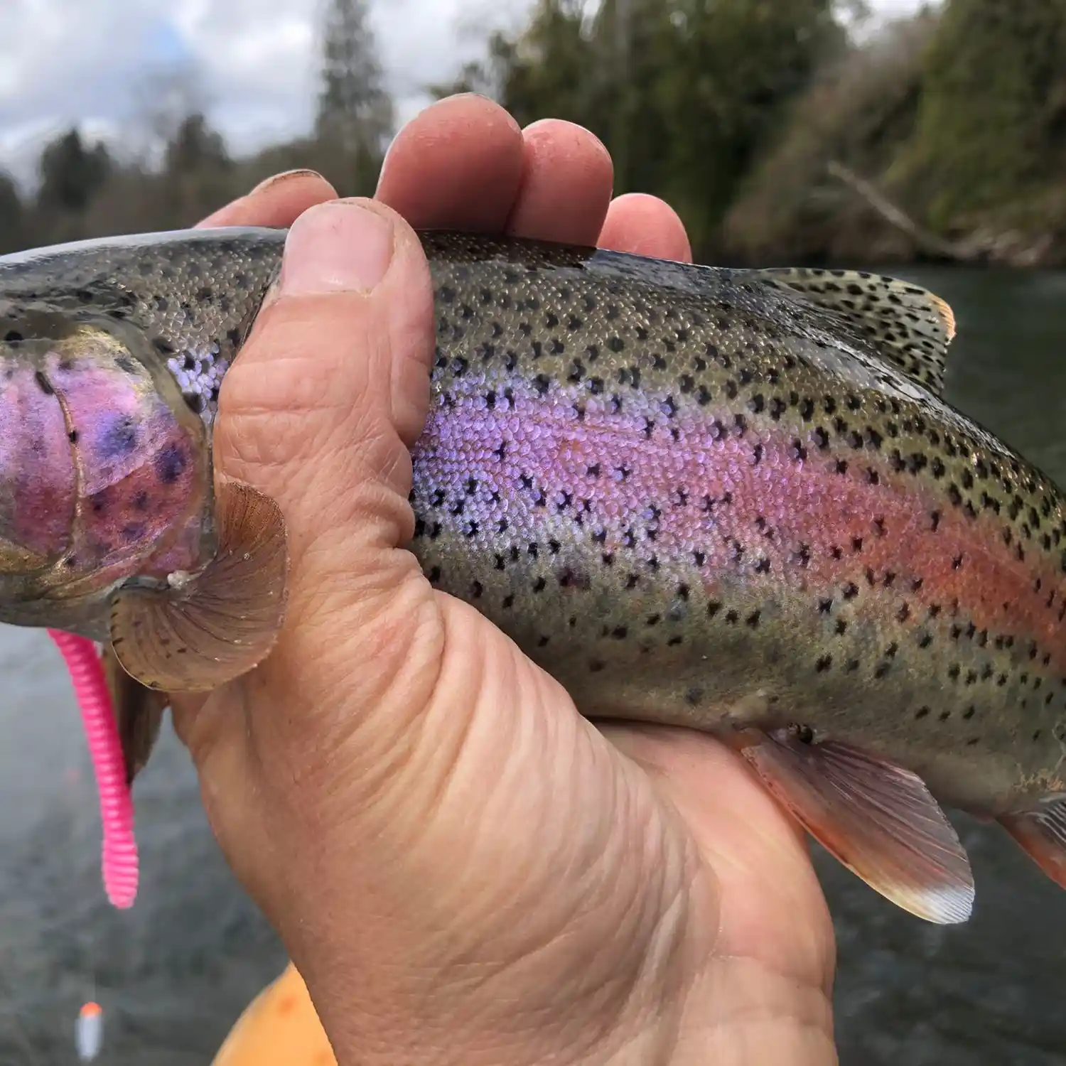 ᐅ Little North Santiam River fishing reports🎣• Stayton, OR