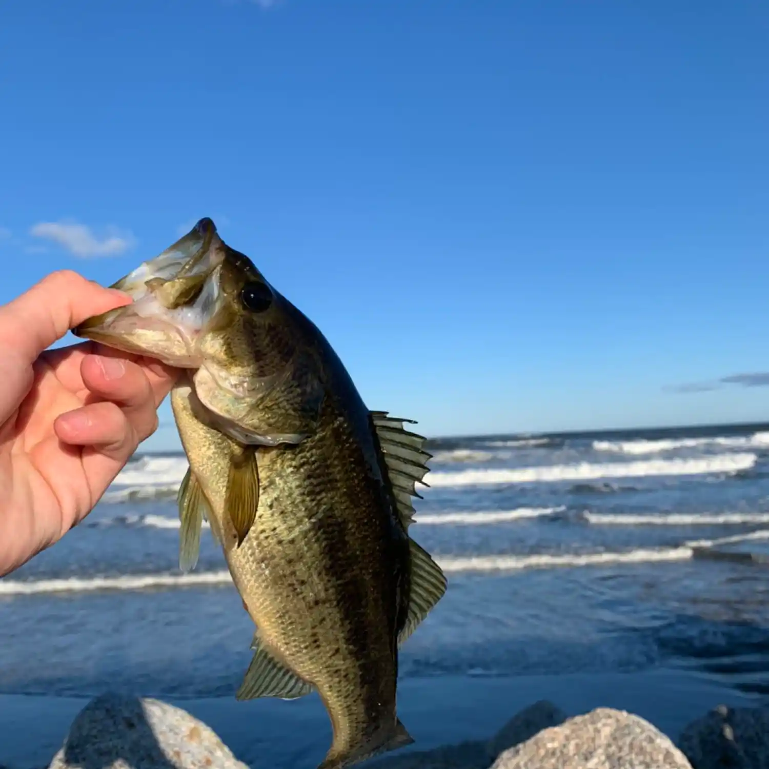 The Fish Grip — Saco Bay Tackle