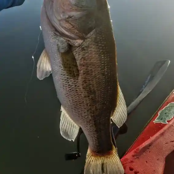 WTF? Bass fishing at G. Ross Lord Park Reservoir, Toronto, Ontario 