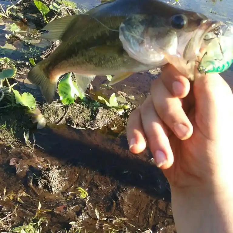 ᐅ Pepper Creek fishing reports🎣• Belton, TX (United States) fishing