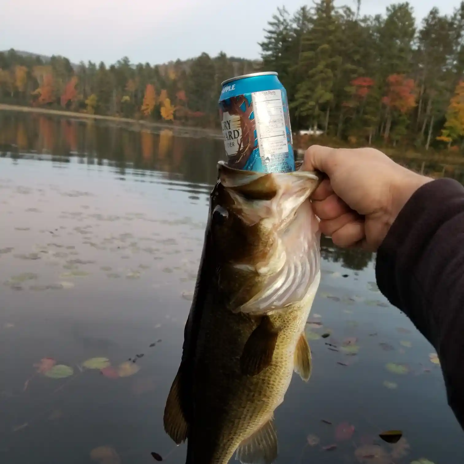 ᐅ Harrisburg Lake fishing reports🎣• Queensbury, NY (United States) fishing