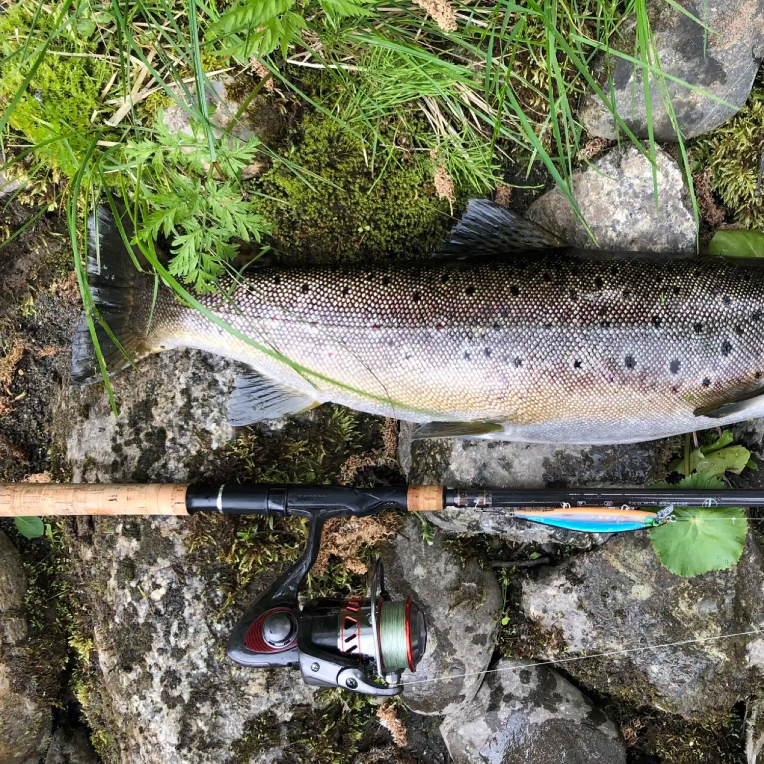 Fly fishing in Sweden – Giman river – Jamtland 2021