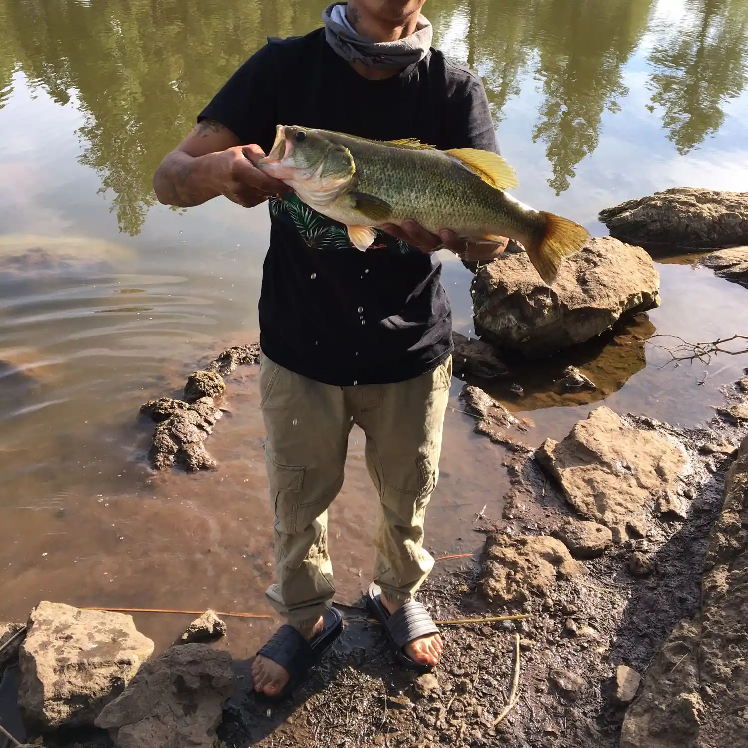 ᐅ White Horse Lake fishing reports🎣• Flagstaff, AZ (United States) fishing