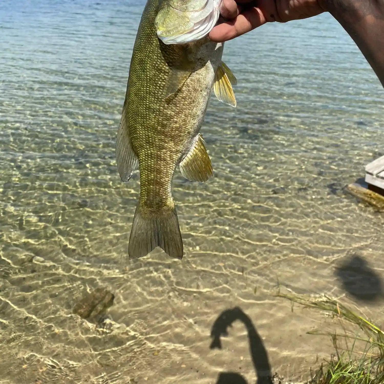 ᐅ Square Lake fishing reports🎣• Pontiac, MI (United States) fishing