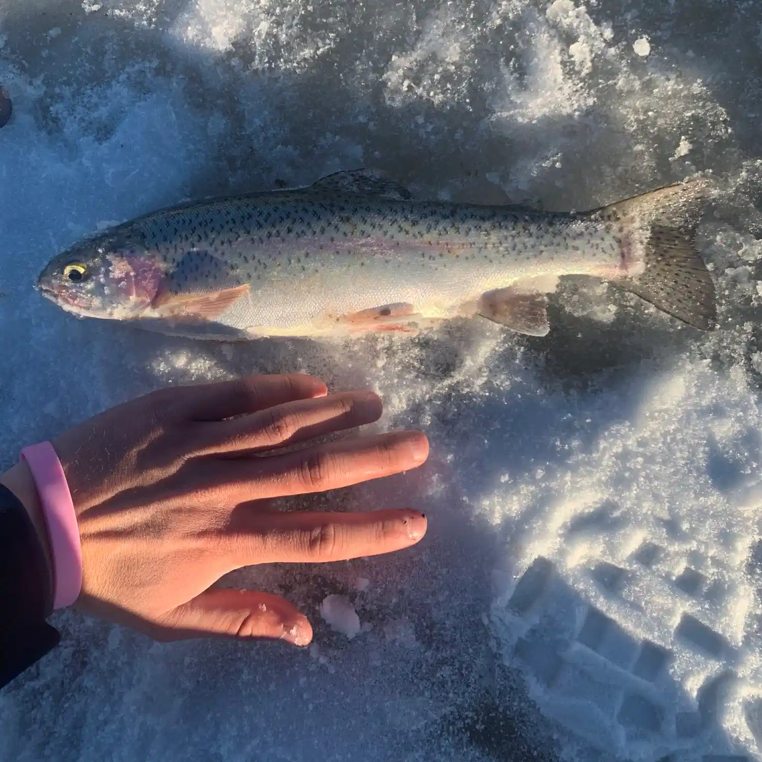 ᐅ Matt Warner Reservoir fishing reports🎣• Vernal, UT (United States)  fishing