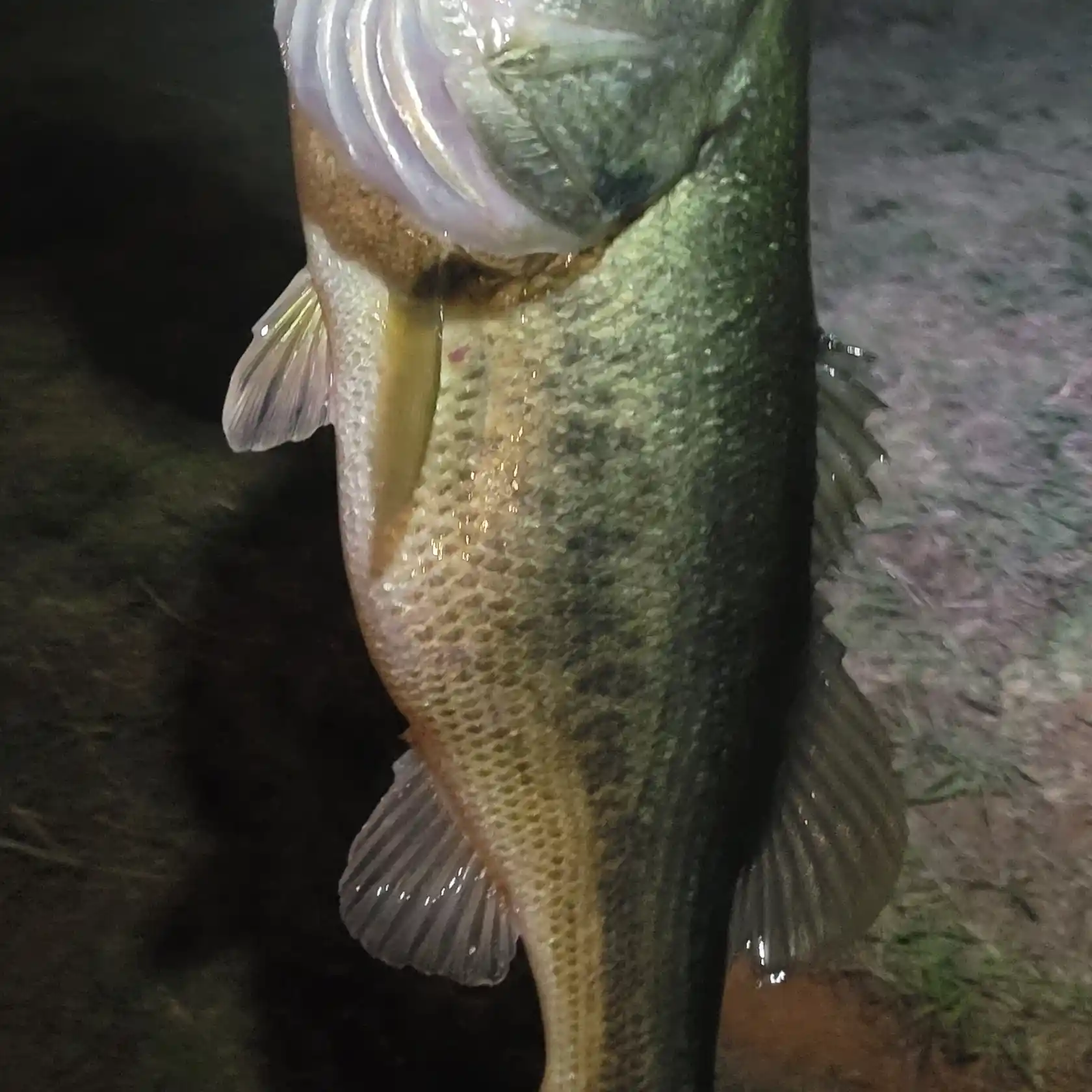 Caught this nice 20 inch largemouth on Hollis Q Lathem Reservoir a few