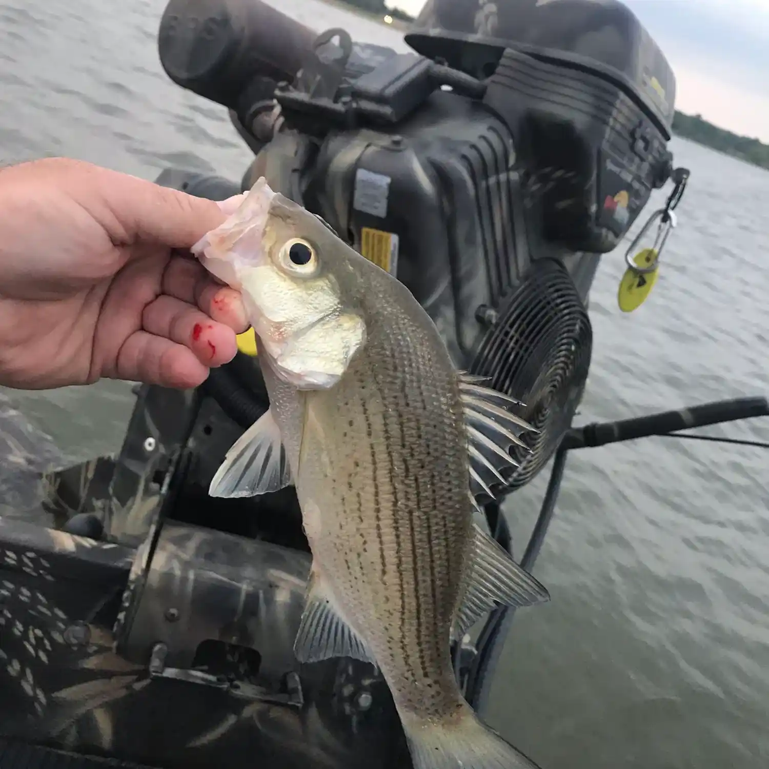 SUMMERVILLE / YEGUA CREEK WHITE BASS