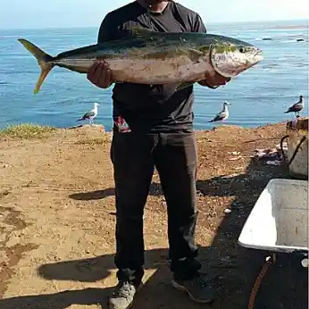 ᐅ Bahía de San Quintín fishing reports🎣• Baja California, Mexico