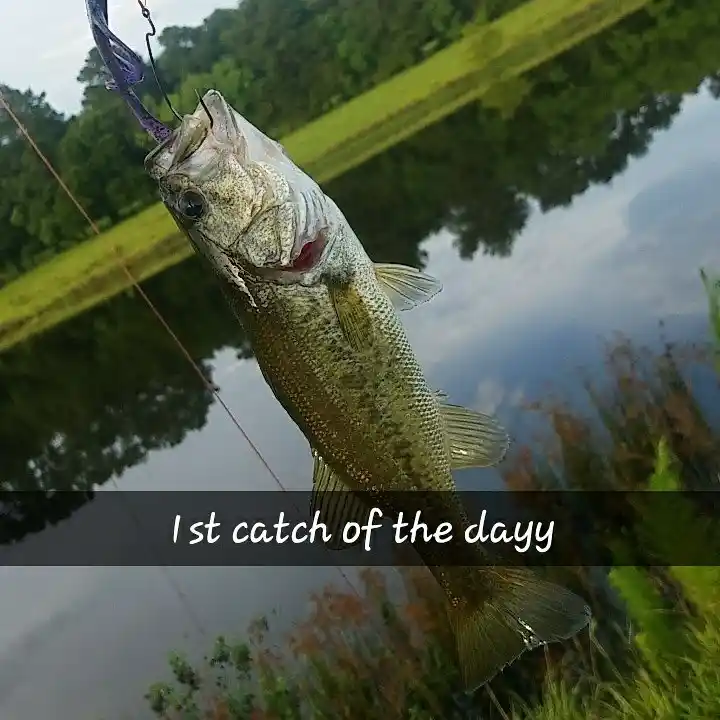 most liked catch image