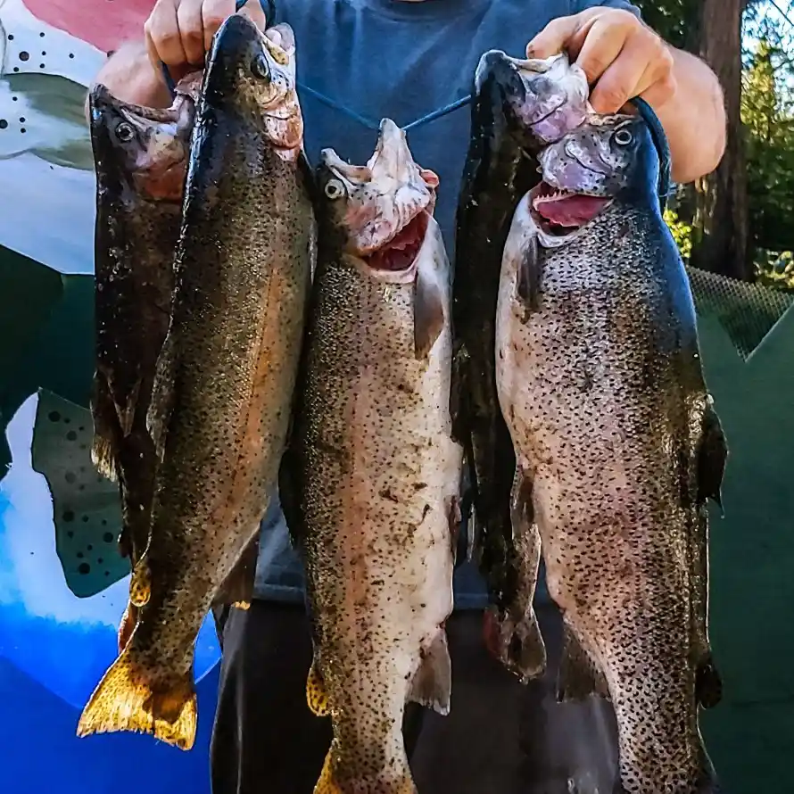 Shaver Lake Fishing