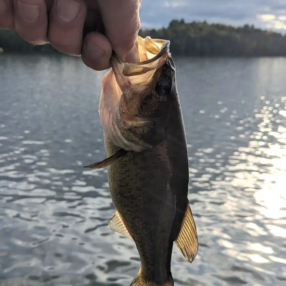 Maine Fishing for HUGE Largemouth Bass & Chain Pickerel 