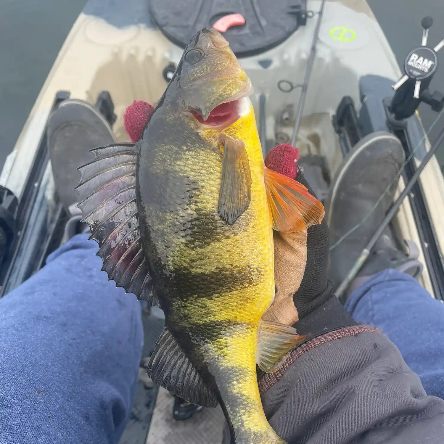 Yellow Perch Fishing - My Fishing Cape Cod