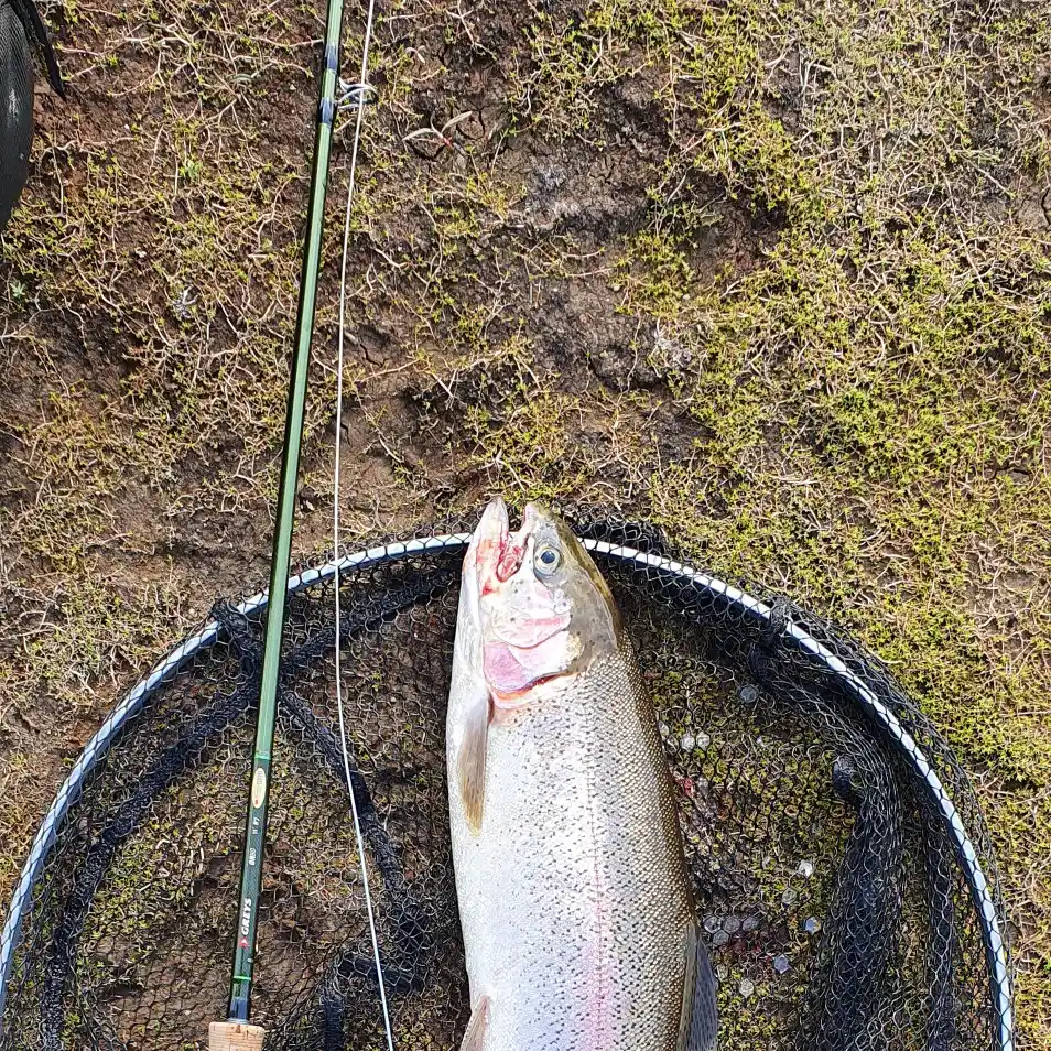 Mid July Fishing Report - Wimbleball Fly Fishery