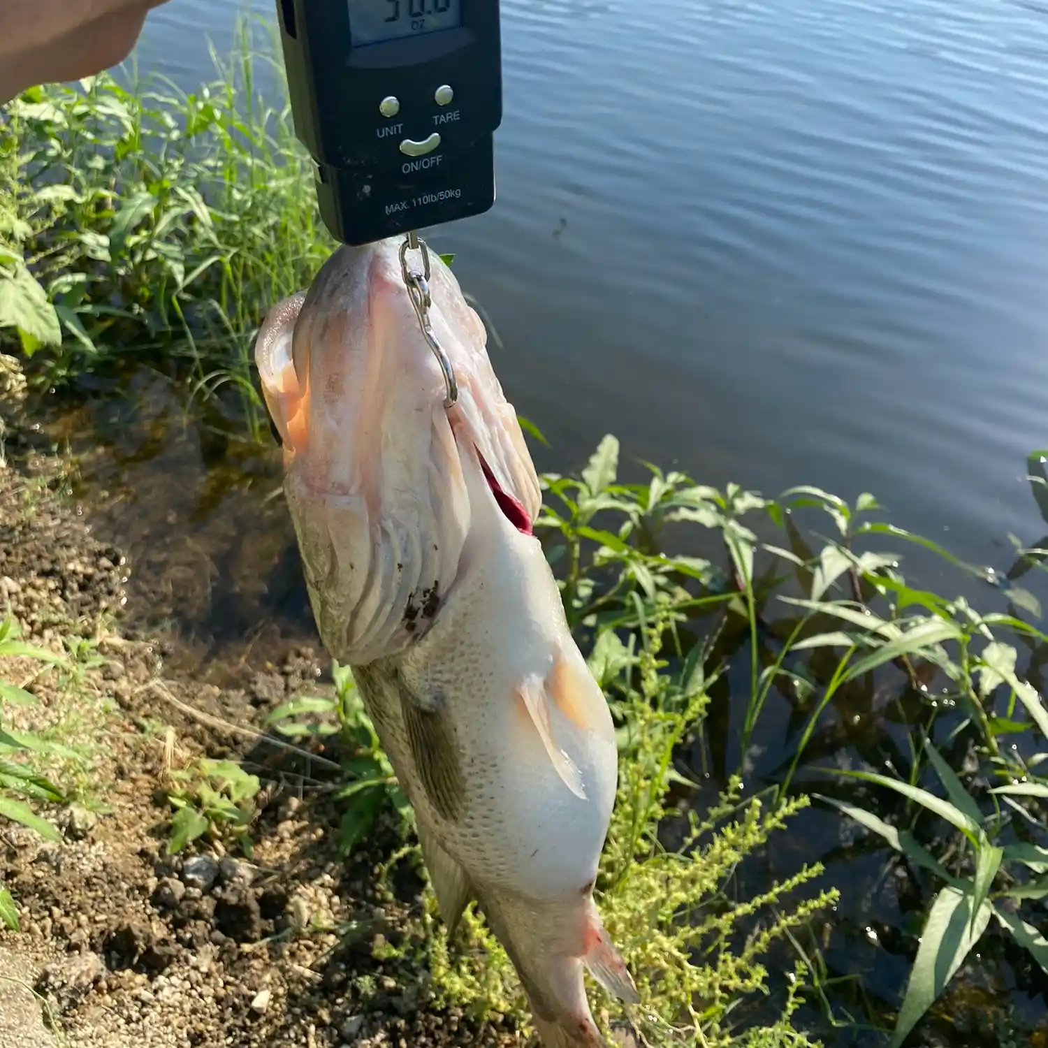 ᐅ Eagle Rock Reservoir fishing reports🎣• Pasadena, CA (United States ...