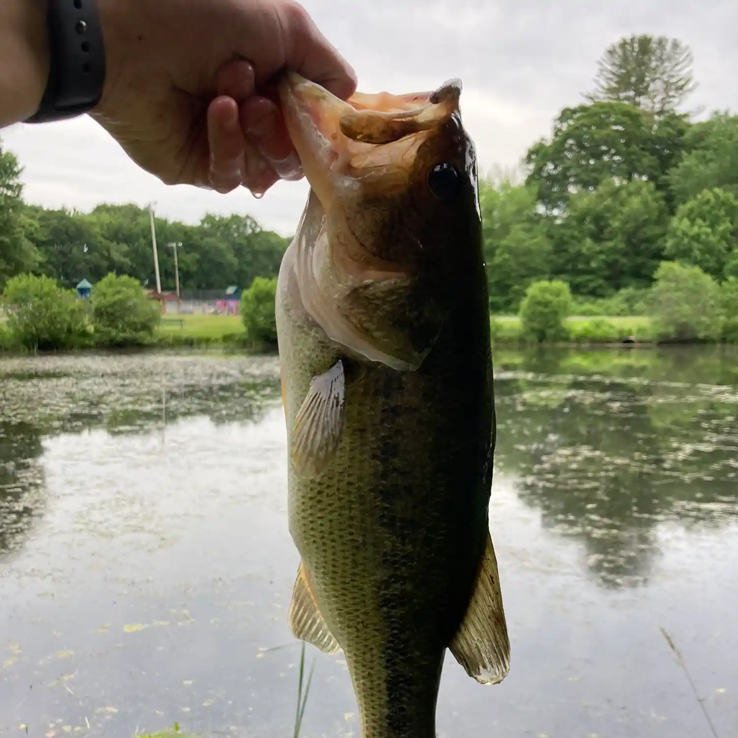 ᐅ Misery Brook fishing reports🎣• Southington, CT (United States